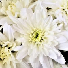 小さな家族葬サロン イノリエ | 江東区の葬儀・家族葬式場 | もしもの時に慌てないために 〜事前相談のすすめ〜