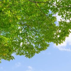 小さな家族葬サロン イノリエ | 江東区の葬儀・家族葬式場 | 地域の方の交流の場としての利用