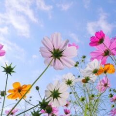 小さな家族葬サロン イノリエ | 江東区の葬儀・家族葬式場 | お葬式にふさわしい女性のパンプスとバッグ｜選び方のポイント